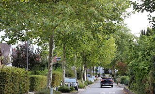 Die Anlieger der Ebertstraße wünschen sich im Herbst Unterstützung von der Stadt, um der Flut an Laub Herr zu werden. - Frank-Michael Kiel-Steinkamp