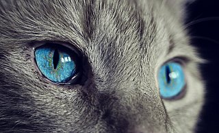 Eine Katze sprang an den Türgriff und verriegelte sie. (Symbolbild) - Pixabay