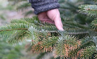 Jetzt ist klar, wo die unschön verfärbten Stellen herrühren. - David Knapp