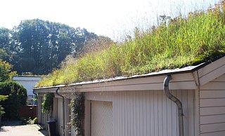 Gründächer filtern Schadstoffe und Staub aus der Luft und tragen somit zur Verbesserung des Stadtklimas bei. - Verbraucherzentrale NRW, Evamarie Mackenbrock