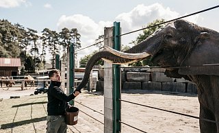 Der Zoologische Leiter, Markus Köchling, füttert eine Afrikanische Elefantenkuh. Im Safariland Stukenbrock leben vier ehemalige Zirkuselefantenkühe in einer Senioren-WG. - FOTO: Anja Tewisina