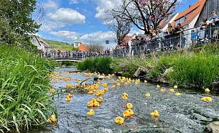 Die Enten sind auf der Bever schnell unterwegs. - privat