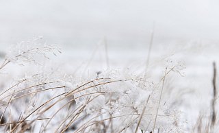 Ab Freitag sollen die ersten Schneeflocken in diesem Herbst fallen. Doch bleibt der Schnee auch liegen? - dpa