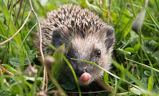 Der Igel ist Tier des Jahres 2024. - Sebastian Kahnert