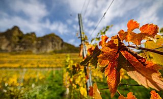 Bunt gefärbte Weinblätter hängen unterhalb des Drachenfelses an einem Rebstock. In NRW ist es ungewöhnlich warm am letzten Oktoberwochenende 2022. - Oliver Berg