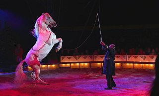Der Zirkus Belly hat auch Pferde dabei. wenn er ab Donnerstag seine Vorstellungen gibt. - Zirkus Belly