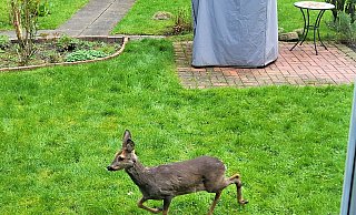 Läuft ein Reh durch den Garten ... bei Kurt Wenzel an der Melanchthonstraße. Einige Rosenknopsen sind es dem Tier wert. - Kurt Wenzel
