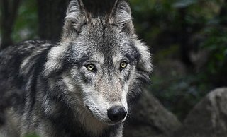 Auf Stippvisite: Oft handelt es sich bei gesichteten Wölfen um Jungtiere auf der Suche nach einem Partner oder einem Revier. - C. Sagniez/Pixabay (Symbolfoto)