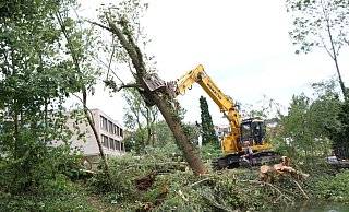 Einige Bäume mussten wie hier im PQ nach dem Tornado gefällt werden. - Archivfoto: Holger Kosbab