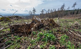 Angesichts feuchter Waldböden wirbt der Landesbetrieb Wald und Holz für eine Wiederaufforstung der Waldflächen. - dpa