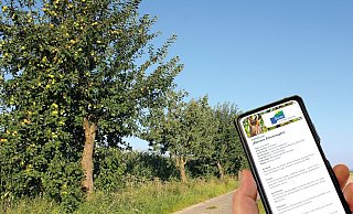 An Wirtschaftswegen finden sich zahlreiche Obstbäume. Per Smartphone können über QR-Codes an Schildern an verschiedenen Stellen Informationen abgerufen werden. - Stadt Büren