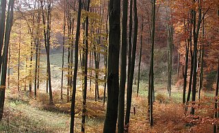 Ob ein Nationalpark Egge kommt, steht noch lange nicht fest. Das Bürgerbegehren könnte nun zeigen, wie groß das Interesse am Thema ist. - Kurt Blaschke