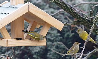 Hier laben sich Grünfinken an dem im Vogelhäuschen ausgelegten Futter. So lassen sie sich gut zählen. - Martin Düsterberg