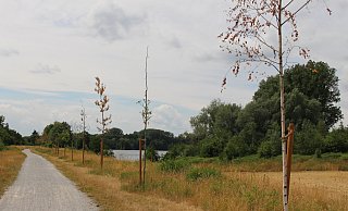 30 Bäume wurden im Rahmen des 1000-Bäume-Projekts im vergangenen Jahr von der Stadt am Tallesee gepflanzt. Überlebt haben die wenigsten. - Pauline Maus