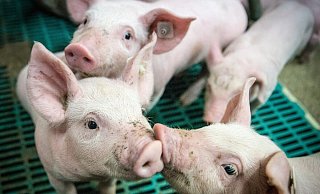 Im Wartebereich der Firma Tönnies in Rheda-Wiedenbrück wurden Ferkel geboren - ein Kreisveterinär soll die Tiere eigenhändig getötet haben. - Symbolfoto/Pixabay