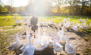 Auf dem Biohof Bobbert in Bielefeld Quelle watscheln noch 300 Gänse über die Wiese. Sie werden von Emma Bobbert gefüttert. - Mike-Dennis Müller / www.mdm.photo