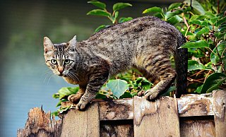 In einem Höxteraner Wohngebiet ist eine Katze angeschossen worden, die Polizei ermittelt. - (Symbolbild) Pixabay