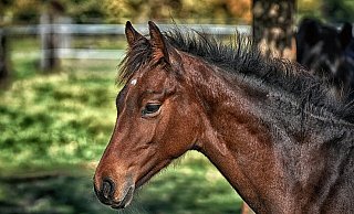 Das Auto traf das Pferd an den Hinterläufen. - Symbolfoto: Pixabay