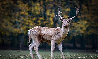 Im Jahr 2020 wurden in der Region Ostwestfalen-Lippe 13 Fälle der Jagdwilderei in der Polizeilichen Kriminalstatistik erfasst. - Symbolbild: Pixabay
