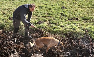 Polizeihündin "Fine" sucht rund um den Tatort nach Spuren. - Frank-Michael Kiel-Steinkamp