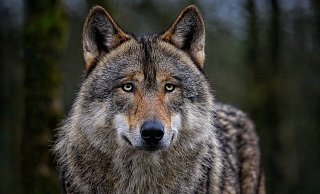 Ein Wolf soll Schafe gerissen haben. - Pixabay