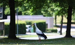 "Herr Meier" sucht auf dem Johannisberg im Gras nach Insekten und Mäusen. Im Hintergrund ist die Touristinformation zu sehen. - Sarah Jonek