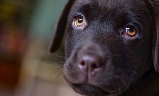Drei Hundewelpen waren wohl reinrassige Labradore. - Symbolbild: Pixabay
