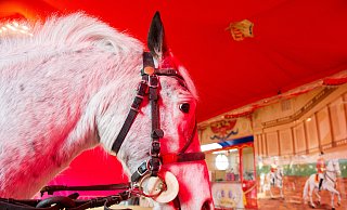 Tierschützer wollen Ponykarussells abschaffen. - Symbolfoto/picture alliance