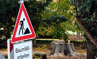 Die jetzige Baumschutzsatzung bevormunde die privaten Baumbesitzer, kritisiert die BBO-Fraktion. Sie will die Satzung entschärfen. - Thorsten Gödecker