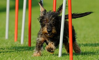Ein Rauhaardackel beim Training. - picture-alliance/ dpa (Symbolbild)