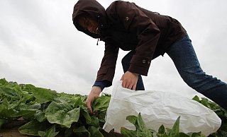 Diebstahl direkt vom Feld - hier in einer nachgestellten Szene. - Jens Rademacher
