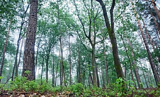 Die Polizei suchte den Tatverdächtigen mit größeren Einsatzkräften. Wenig später wurde er in einem Waldstück bei Bethel tatsächtlich aufgegriffen. - Sarah Jonek