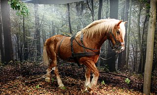 Das präparierte Rückepferd aus der Ausstellung „Alleskönner Wald“, die seit Juli im Dobergmuseum zu sehen ist. Beim Waldfest können Besucher ein echtes Rückepferd erleben. - LWL/Steinweg