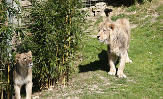 Rajah und Kiara in ihrem Gehege im Zoo Osnabrück