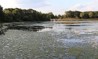 "Schwimmschlamm": Ein grüner Algenteppich breitet sich auf dem Padersee aus. - Moritz Jülich