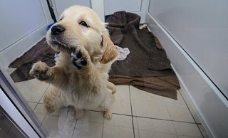 Süßer Hundeblick: Auf Internetplattformen wie Ebay-Kleinanzeigen werden vermehrt auch Hunde zum Verkauf angeboten. Doch der Deutsche Tierschutzbund und auch das Gütersloher Tierheim warnen davor. Sie haben bereits schlechte Erfahrungen gemacht. - David-Wolfgang Ebener