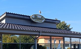 Ein Storch fühlt derzeit auf der Hensel-Filiale am Kreisel in Bruchmühlen ziemlich wohl. - Sven Hauhart