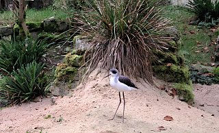 Die grazilen Vögel sind in der neuen Voliere im Bielefelder Tierpark Olderdissen zuhause. - Stadt Bielefeld/Umweltbetrieb.