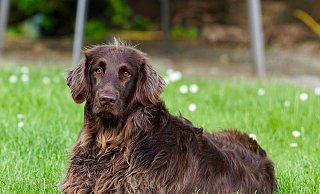 Hundebesitzer müssen auf ihre Lieblinge acht geben. - Pixabay (Symbolbild)