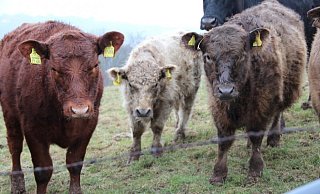 Immer wieder büxen Jungbullen mal aus und suchen den Weg in die weite Welt. - (Symbolbild) Gisela Schwarze