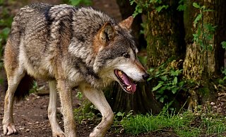 Dass ein Wolf zugebissen hat, kann derzeit noch nicht ausgeschlossen werden. - Symbolfoto/ Pixabay