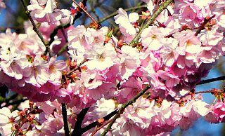 Bonnie Borgstedt hat diese Blüten fotografiert. - Bonnie Borgstedt