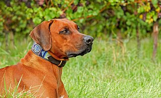 Ein Ridgeback ist gestorben - der Hundebesitzer vermutet eine Vergiftung mit Schneckenkorn. - Symbolbild: Pixabay