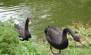 Nur noch Trauerschwan "Paul" (li.) wohnt derzeit im Kurpark. Ganz alleine. - Sandra Spieker