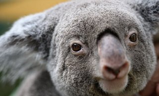 Koalas sind vielerorts in Australien stark bedroht. (Archivbild) - Robert Michael/dpa