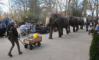 Der Elefantenwalk ist eine Attraktion: Täglich um 13 Uhr spazieren die Dickhäuter Baby, Mala und Yumba über die Straße in den anderen Teil des Tierparks. - Joern Spreen-Ledebur