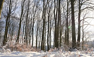 Der Wind hat den Schnee aus den Bäumen gepustet - Karin Prignitz