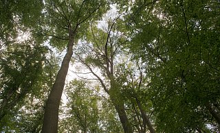 Löchrig: In den Kronen der Buchen gibt es teils nur noch 30 Prozent des üblichen Laubs. - Ralf Bittner