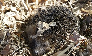 Für den Europäischen Braunbrust-Igel ist die Hecke sein Hauptwohnort. - Karl Heinz Niehus