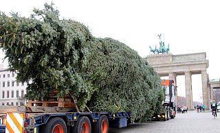 Der Transporter mit dem Weihnachtsbaum vor dem Brandenburger Tor. - Universal Transport